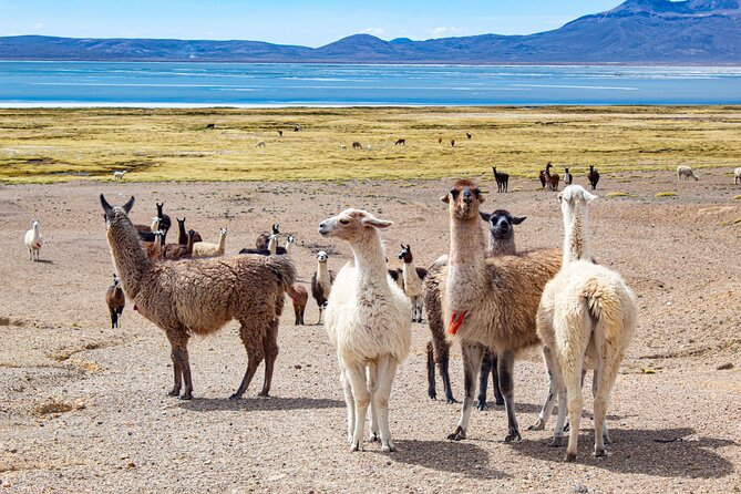 Full Day Tour To The Salt Lake Salinas in Arequipa - Key Locations Explored