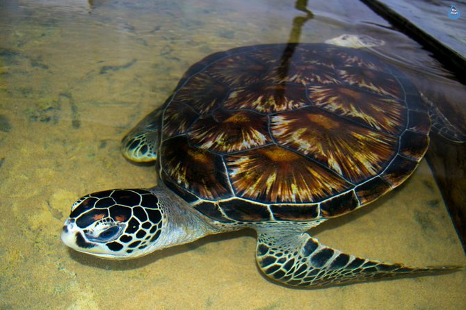 Galle Day Tour: Boat Safari, Stick Fishing & Turtles From Bentota - Itinerary Highlights