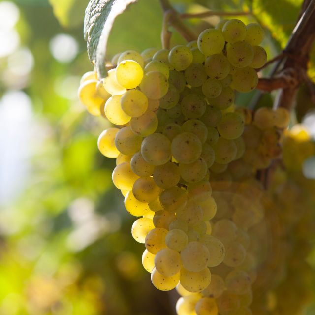 Getaria Txakoli Wine Tour From San Sebastian - Booking and Cancellation Policy