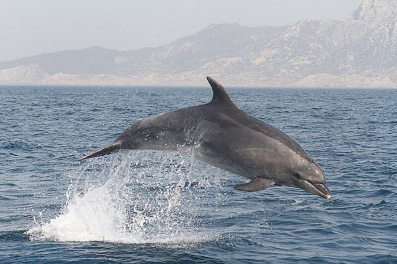 Gibraltar Dolphins Watching Day Trip From Seville - Itinerary and Transportation