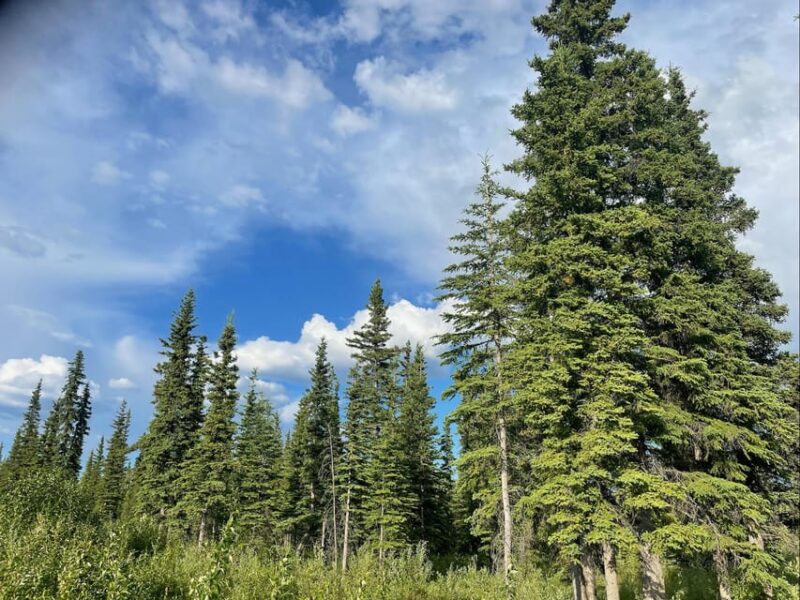 Glacial Lake, Waterfall and Rainforest. Beauty of Turnagain! - Scenic Drive on Seward Highway