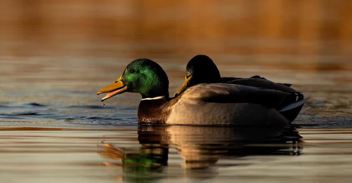 Glasgow: Beginners Wildlife Photography Workshop - Learning Objectives