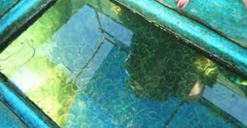 Glass Bottom Boat Ride in Trincomalee - Pricing and Booking