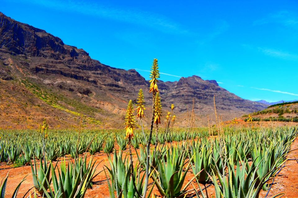 Gran Canaria Highlights Full-Day Tour by Bus - Itinerary Highlights