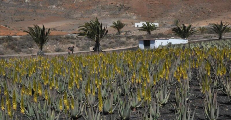Gran Canaria Tour: Past and Present - Experience Highlights