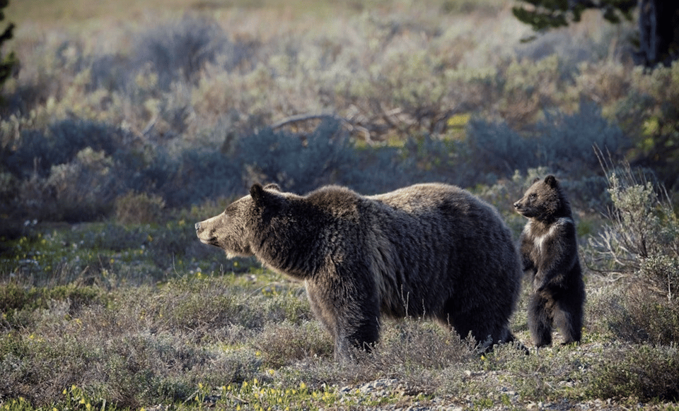 Grand Teton: Private Guided Tour (Sunset) - Important Considerations