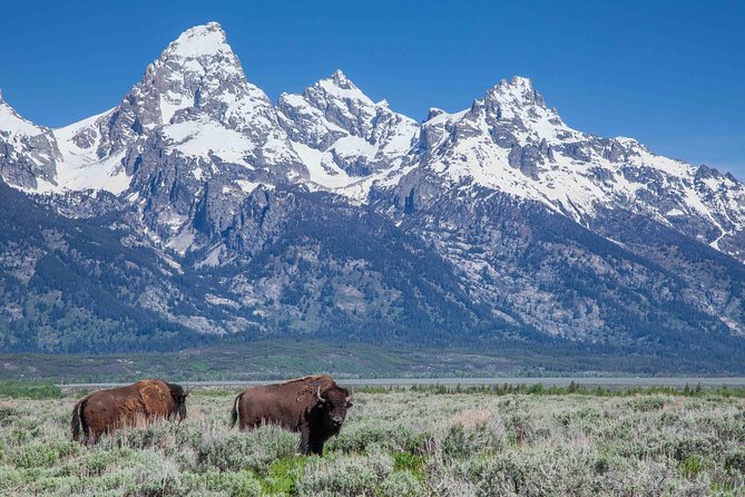 Grand Teton Wildlife Safari Tour - Tour Logistics