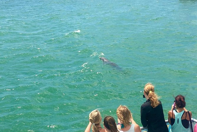 Guaranteed Dolphin Sighting Tour on Tropics Boat Tours - Dolphin Sighting Details