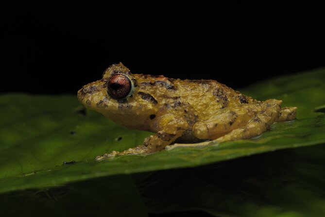 Guided Night Walk in Monteverde - Tour Duration and Start Time