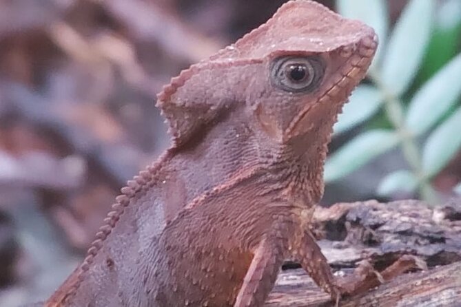 Guided Visit to Manuel Antonio National Park - Diverse Wildlife