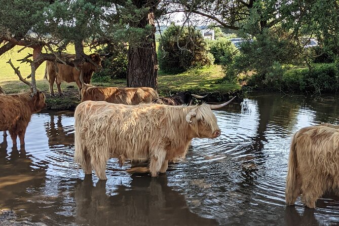 Guided Walking Tour of New Forest National Park in Hampshire - Tour Features and Experience