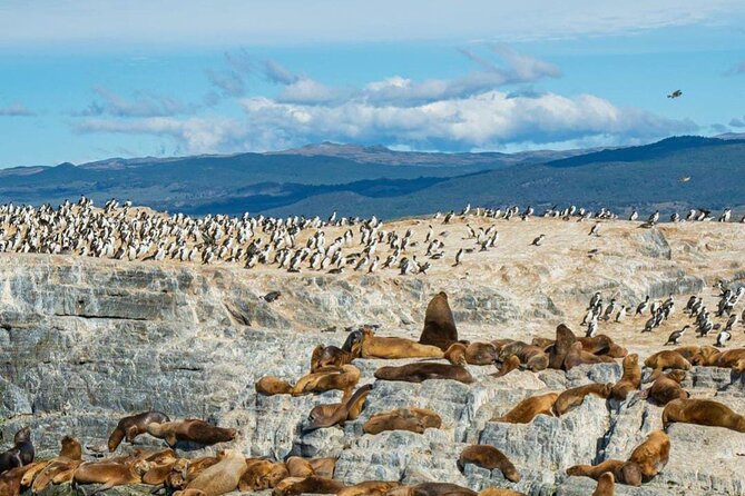 Half Day Beagle Channel Tour to Isla De Lobos and Penguin Colony - Faro Les Eclaireurs