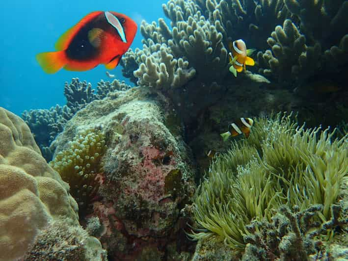 Half-Day Snorkeling Trip to Kerama (A : Kerama Snorkeling) - Booking Information