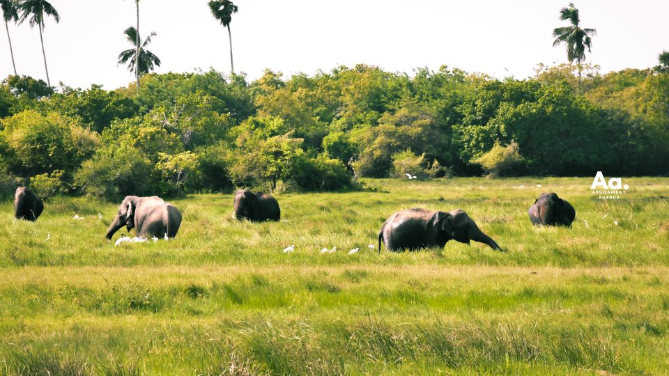 Half-Day Wild Safari in Kumana National Park - Experience and Itinerary