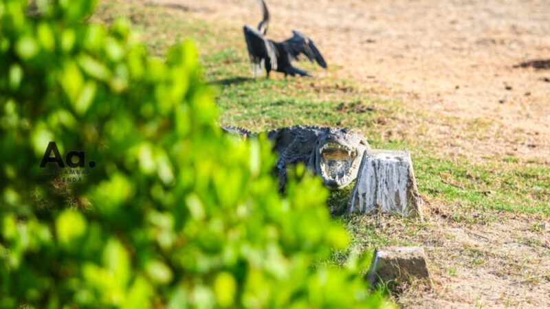 Half-Day Wild Safari in Yala National Park - Itinerary and Pickup Locations