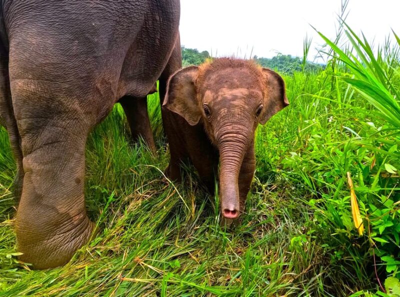 Half-Day With CHIANGMAI ELEPHANT CARE Program (12pm-5pm.) - Itinerary and Activities