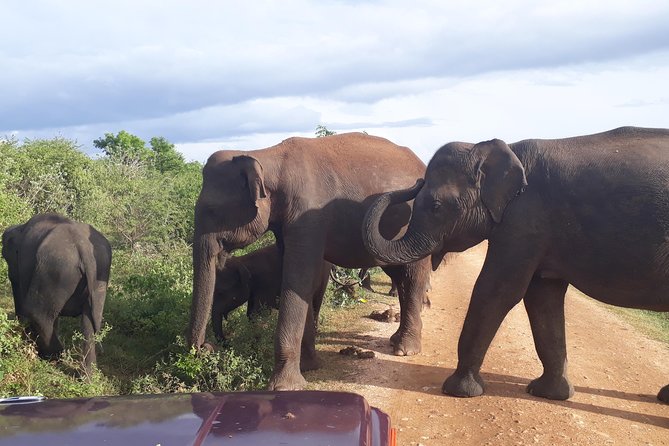 Hello One Day Udawalawe National Park Elephant Safari - Highlights of Udawalawe