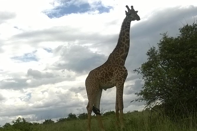 Hells Gate National Park Private Bike Tour From Nairobi - Wildlife Spotting Opportunities