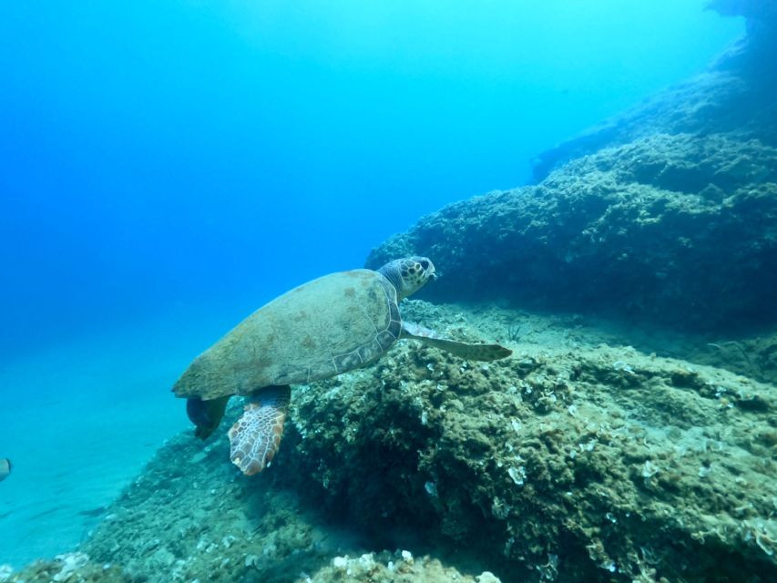 Heraklion: Scuba Diving Experience for First-Timers - Training and Experience Details