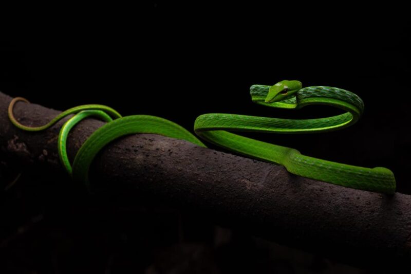 Herpetofauna Night Walk - Itinerary and Schedule