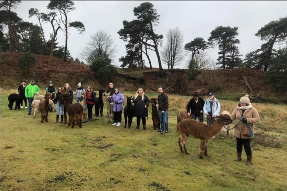 Highland Cows, Walk Alpacas & Scottish Wildlife Centre - Wildlife Encounters