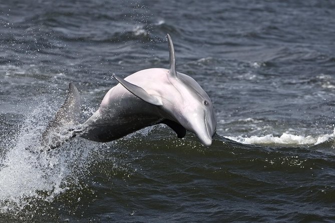 Hilton Head Sunset Dolphin Watching Cruise - Departure and Location Details