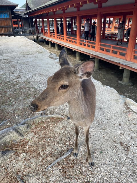 Hiroshima & Miyajima Satisfying Private Gem Tour W/ Local 7h - Exploring Miyajima Island