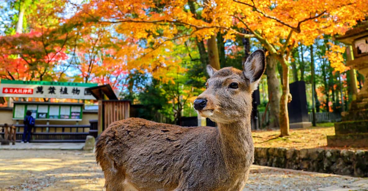 Historical Nara & Kyoto Bus Tour - Tour Features and Inclusions