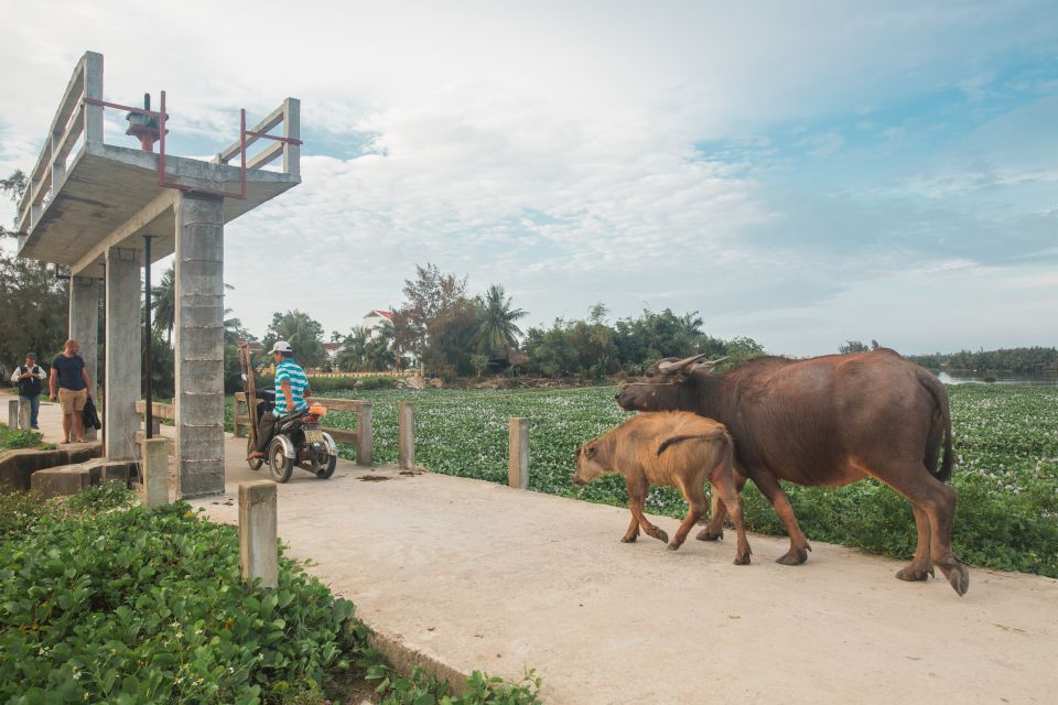 Hoi An Foodie Tour: Half-Day Local Foods Experience - Itinerary Highlights