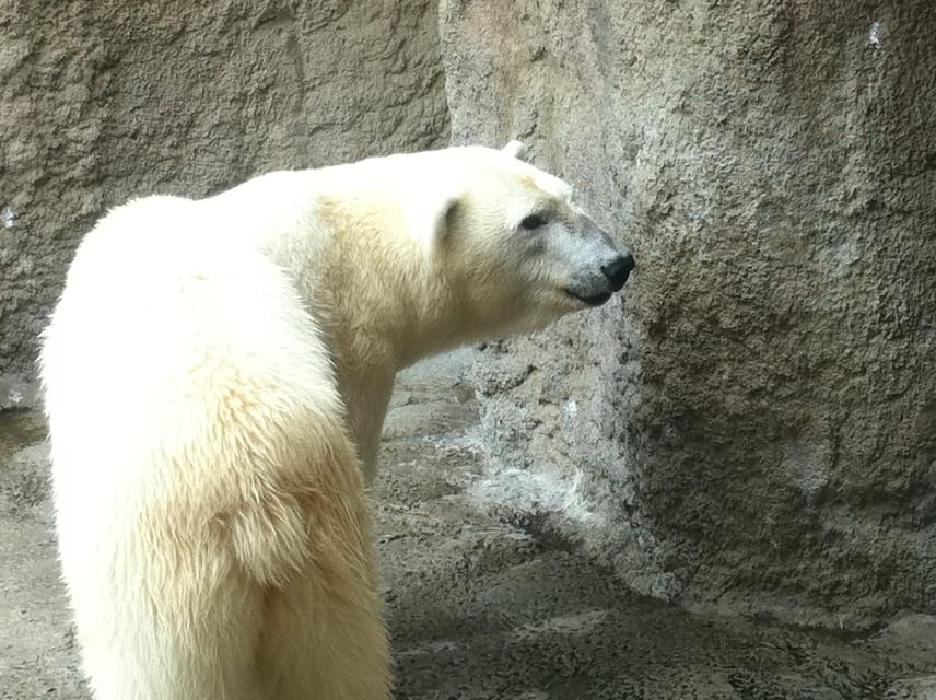 Hokkaido Asahiyama Zoo Tour With Melon Buffet Option - Wildlife Viewing Experience