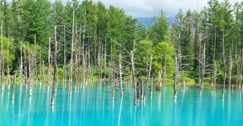Hokkaido Biei Green Pond and Furano Flower Sea | Day Tour - Scenic Drive Experience