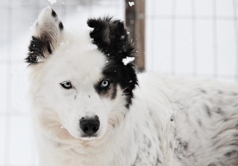 Holy Guide: Husky Safari Including Farm Visit - Family Participation Guidelines