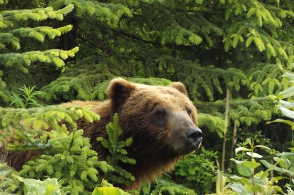 Hoonah: Chichagof Island Brown Bear Search - Unique Bear Spotting Opportunities