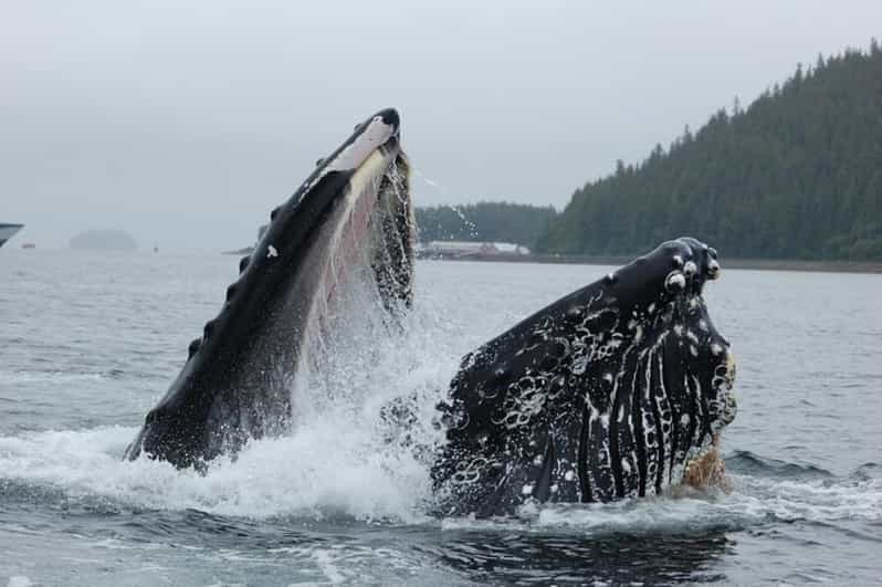 Hoonah: Whale Watching Cruise - Pricing and Cancellation Policy