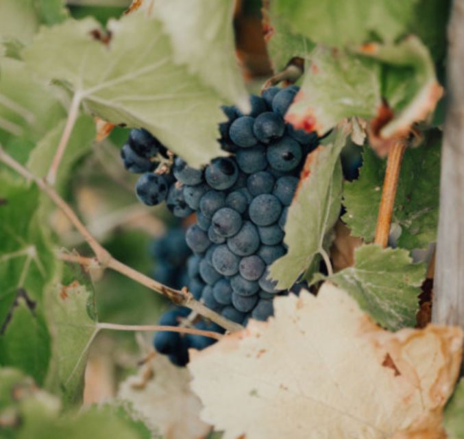Horse Back Riding + Wine Tasting in the Maures Forest - Scenic Routes in Maures Forest