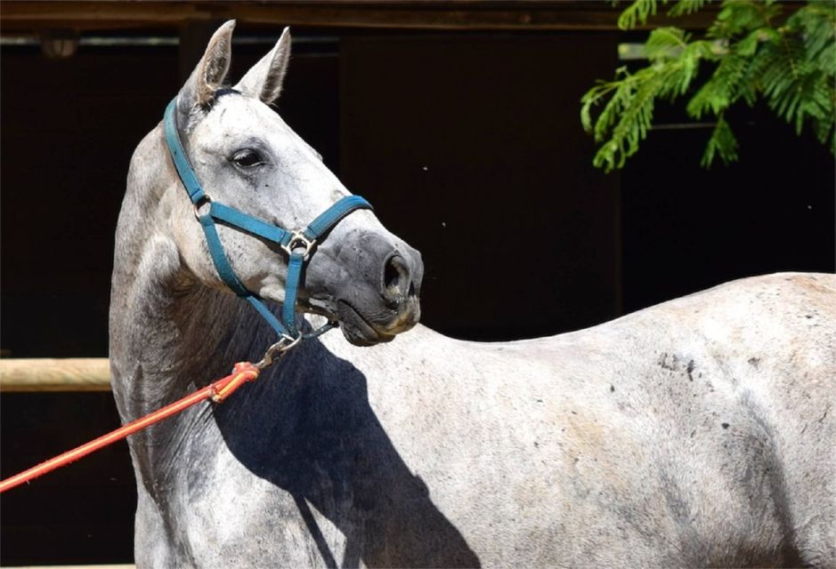 Horse-Drawn Carriage Ride Through Seville - Pricing and Booking Information