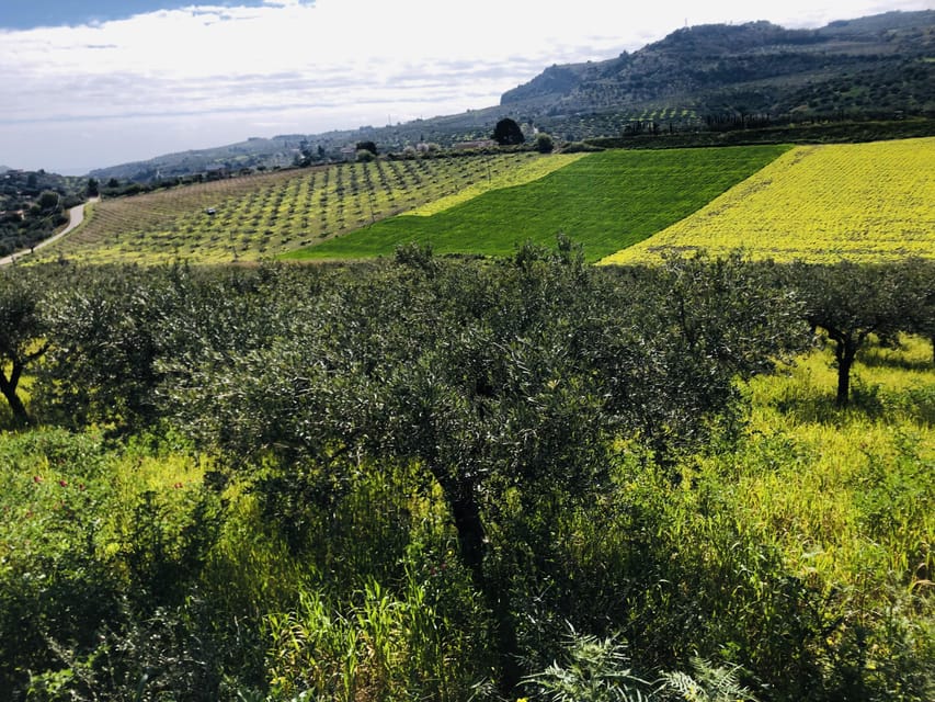 Horseback Riding Through the Olive Groves of Sciacca - Highlights of the Ride