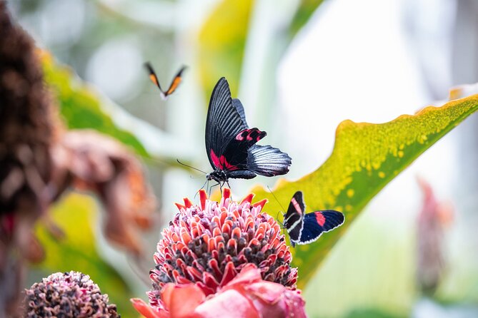 Houston Museum of Natural Science and Cockrell Butterfly Center - Cockrell Butterfly Center Features