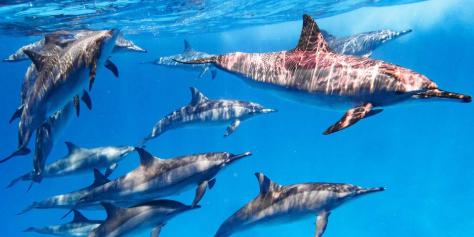 Hurghada: Dolphin Watching Private Yacht & Island Tour - Itinerary Highlights