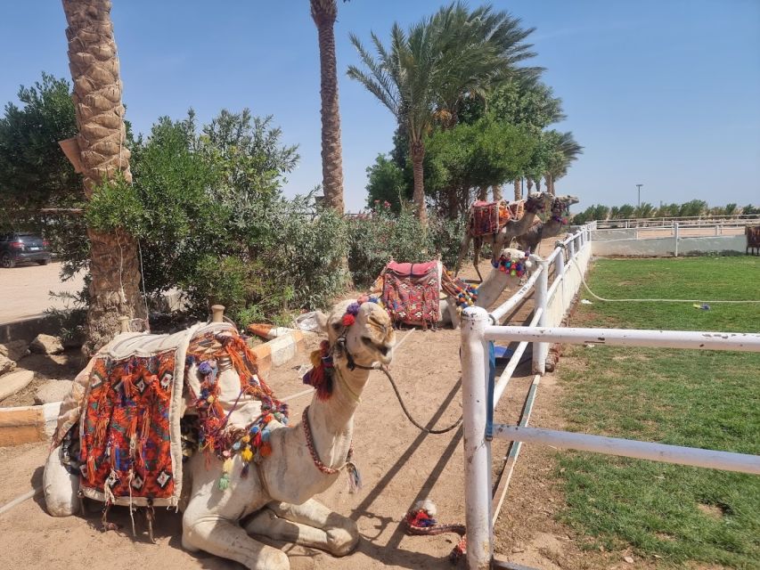 Hurghada: Stargazing by ATV, Camel, Horse, Dinner & Show - Itinerary Highlights