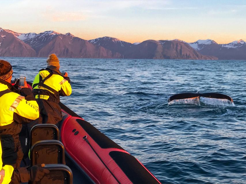 Húsavík: Big Whales and Puffin Island Speedboat Tour - Experience Highlights