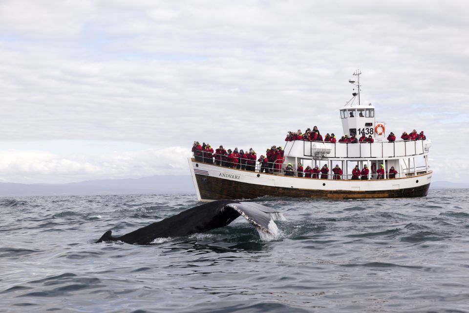 Húsavík: Whale Watching on a Carbon Neutral Oak Boat - Eco-Friendly Initiative