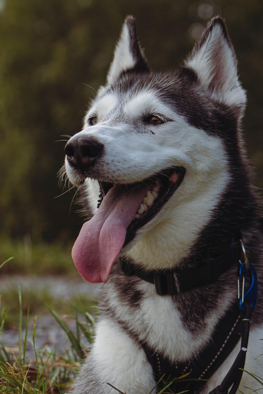 Husky Experience Hiking Althütte - Experience Highlights