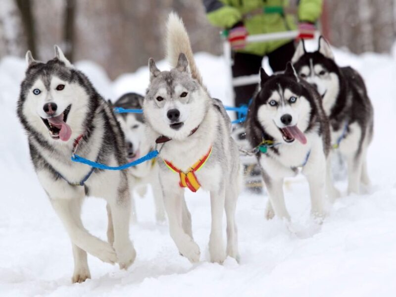 Husky Tour Experience in Levi - Itinerary for Your Adventure