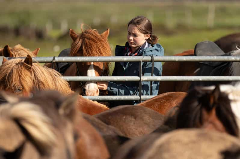 Hveragerdi: Countryside Charm Horse Riding Tour - Booking Process