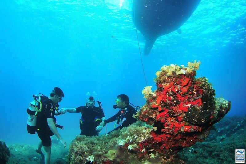 Ibiza Scuba Diving for Beginners and Snorkeling - Pricing and Booking