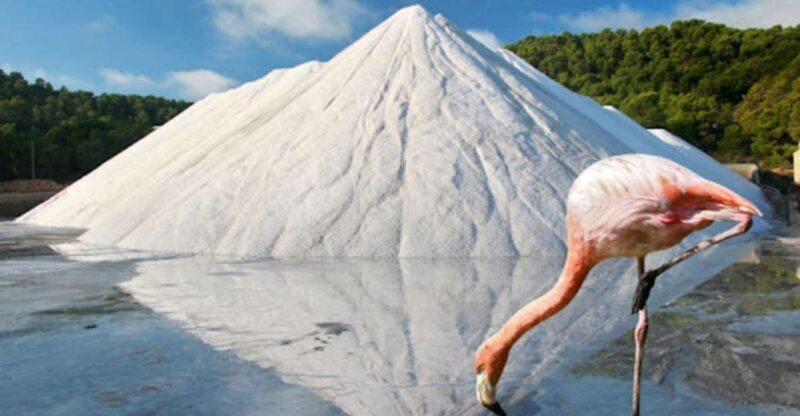 Ibiza: Ses Salinas Bike Excursion - Itinerary Details