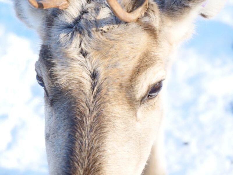 Inari : Siida Museum, Open Fire Lunch & Lake Inari Cruise - Itinerary and Highlights
