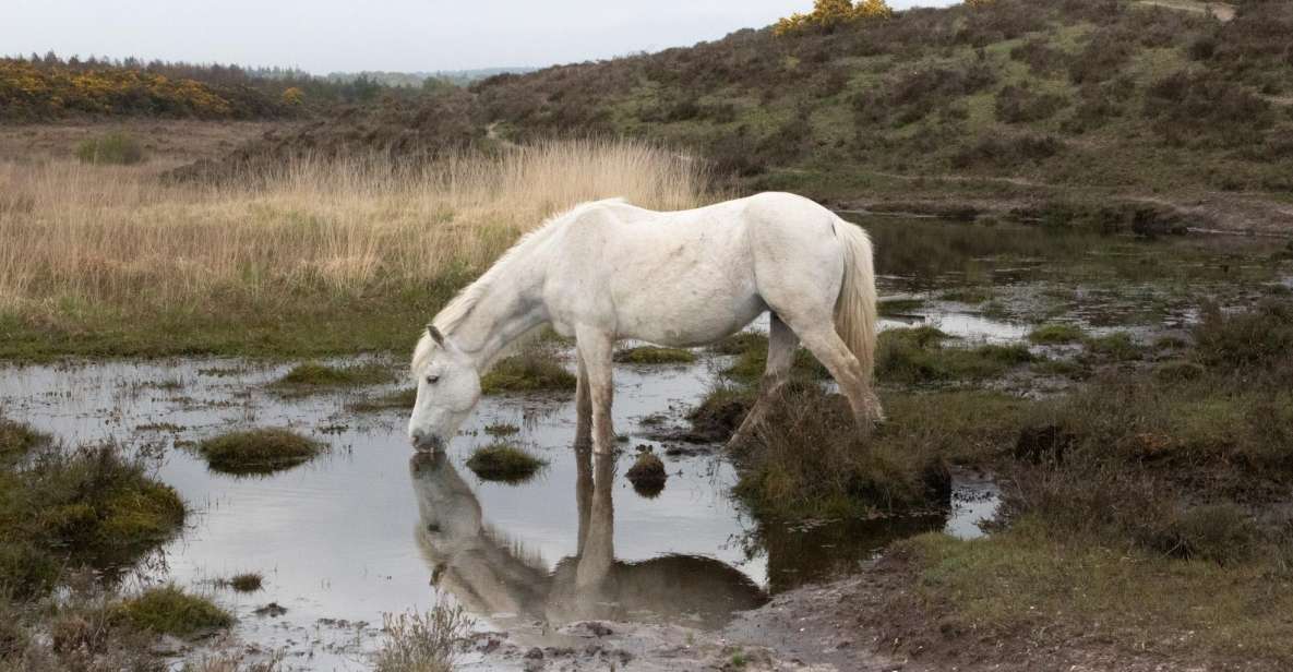 Introduction to the New Forest (Wilverley) - Guided Walk Details