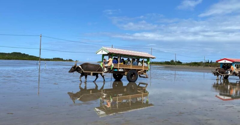 Iriomote: Mangrove Canoe and Yubujima Sightseeing Tour! - Highlights of the Experience
